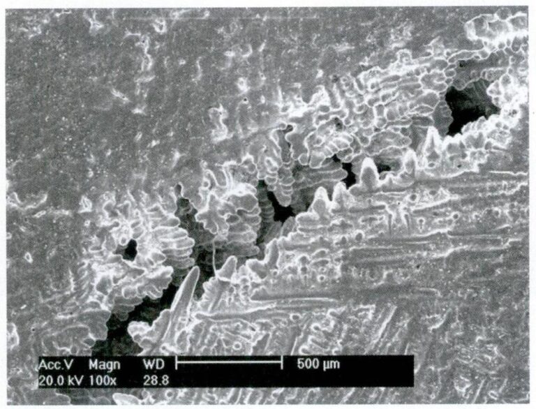 収縮とゆるみの顕微鏡的形態 図6-33