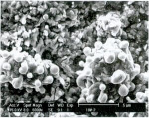 (c) Scanning electron microscope