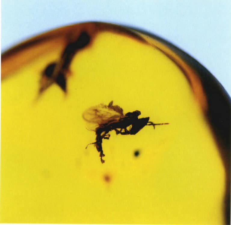 昆虫#039;の羽を注意深く観察すると、それが貴重な天然の昆虫の琥珀であるかどうかを判断することができます。