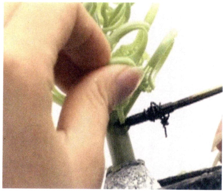 Figur 3-19 Planting av vokstrær