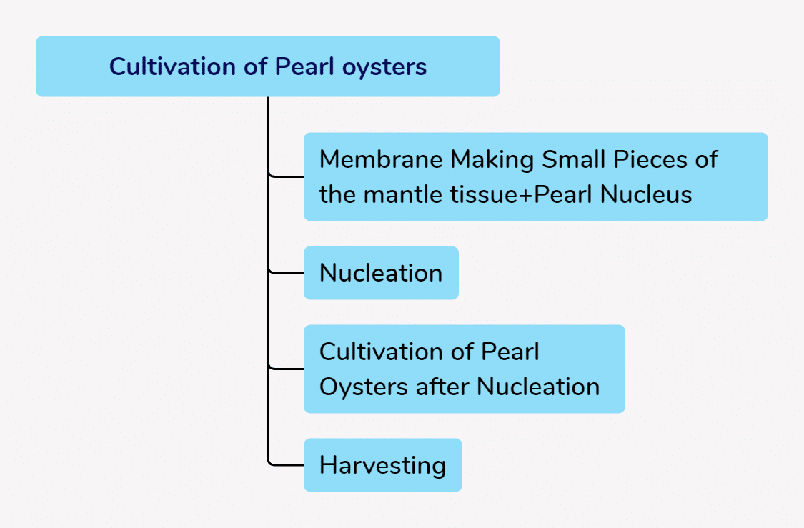الشكل 1-3-33-1 خطوات زراعة اللؤلؤ