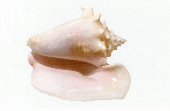 Figure 2-1-11 Shell of a queen conch