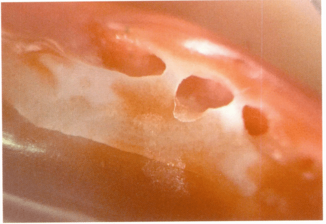 Рисунок 3-4-13 Отверстия, трещины и неравномерный цвет на поверхности коралла AKA (1)