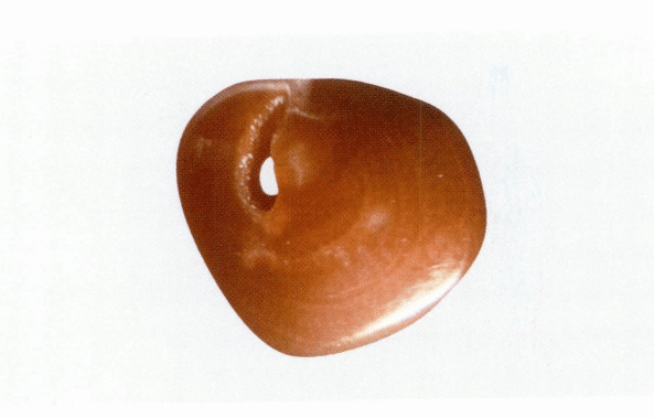 Рисунок 3-4-8 Паутинообразная структура поперечного сечения коралла ака (II)