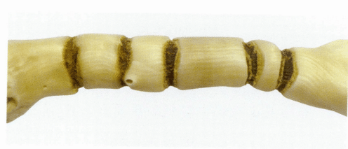 Рисунок 3-5-10 Продольная текстура ветвей морского бамбука