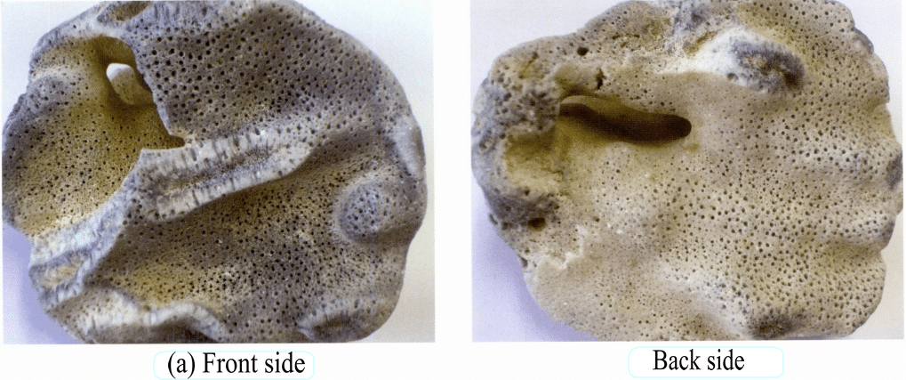 Рисунок 3-7-15 Рыхлый и пористый голубой коралл