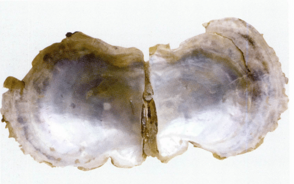 الشكل 1-3-3 صدفة البينكتادا مارتينسي المستزرعة في قوانغدونغ