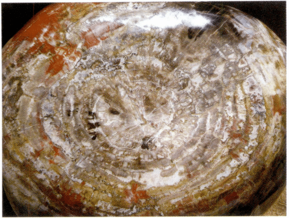 Figure 7-6-10 Color and Structure of Petrified Wood (8)
