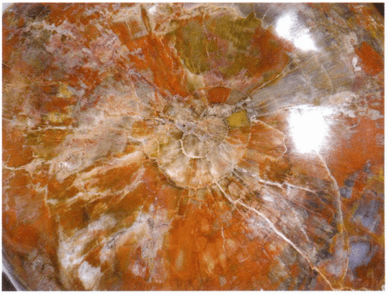 Figure 7-6-4 Color and Structure of Petrified Wood (2)