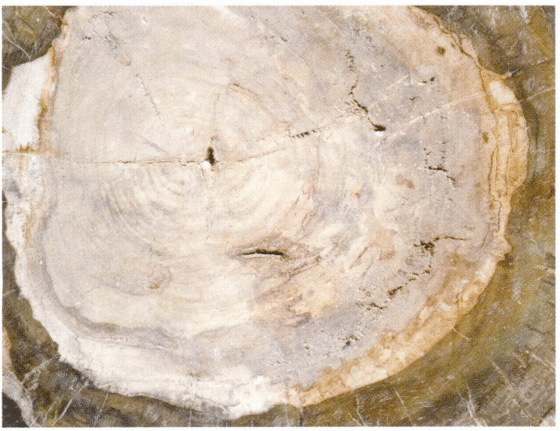 Figure 7-6-5 Color and Structure of Petrified Wood (3)