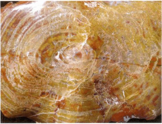 Figure 7-6-6 Color and Structure of Petrified Wood (4)