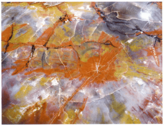 Figure 7-6-7 Color and Structure of Petrified Wood (5)