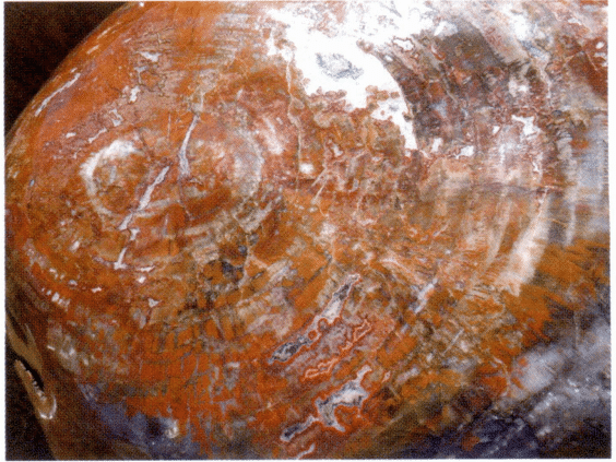 Figure 7-6-8 Color and Structure of Petrified Wood (6)