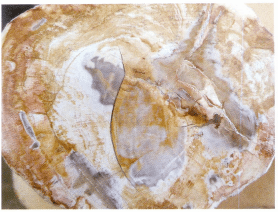 Figure 7-6-9 Color and Structure of Petrified Wood (7)