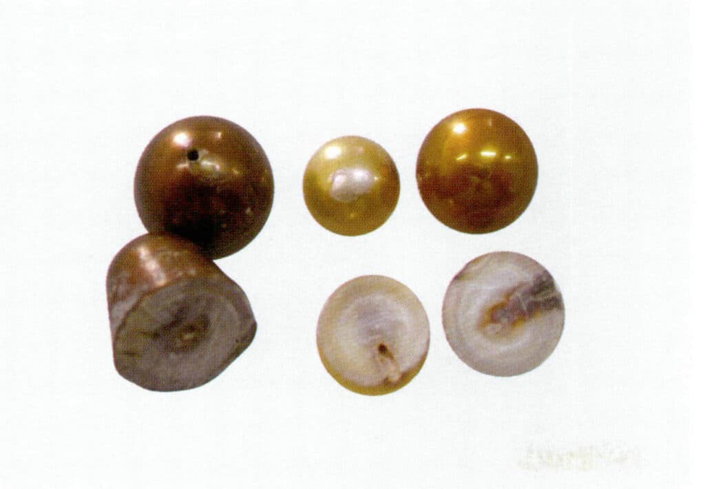 Figure 1-5-56 Cross-section of dyed freshwater cultured pearls (1)