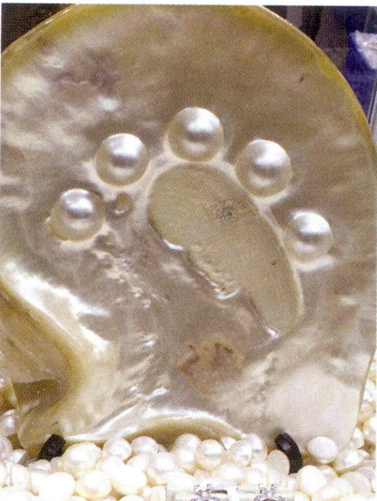 Figure 1-5-82 Cultured shell and Mabe pearl (1)