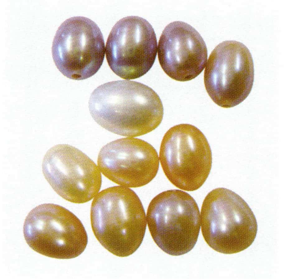 Figure 1-6-24 Freshwater non-nucleated cultured pearls