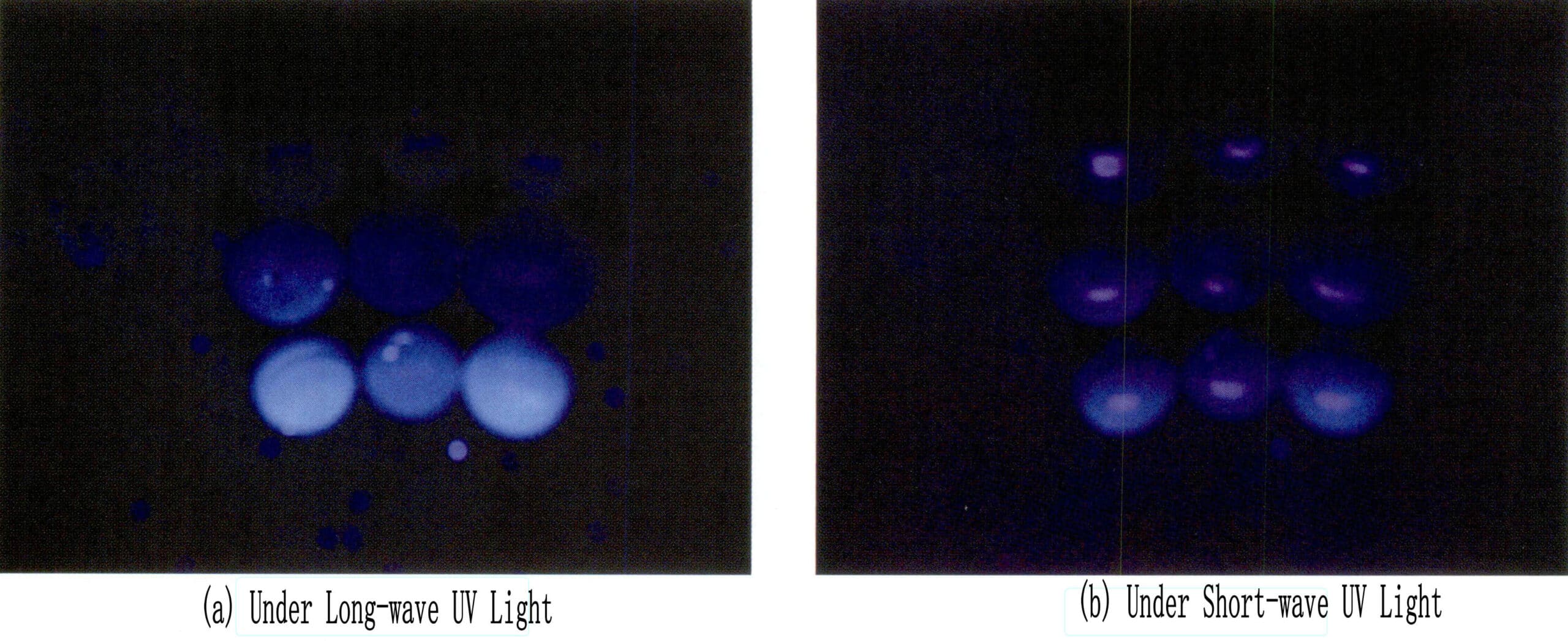 Figure 1-6-31 Ultraviolet fluorescence characteristics of Taixi black pearl (top), dyed freshwater black pearl (middle), and Y-ray irradiated pearl (bottom)