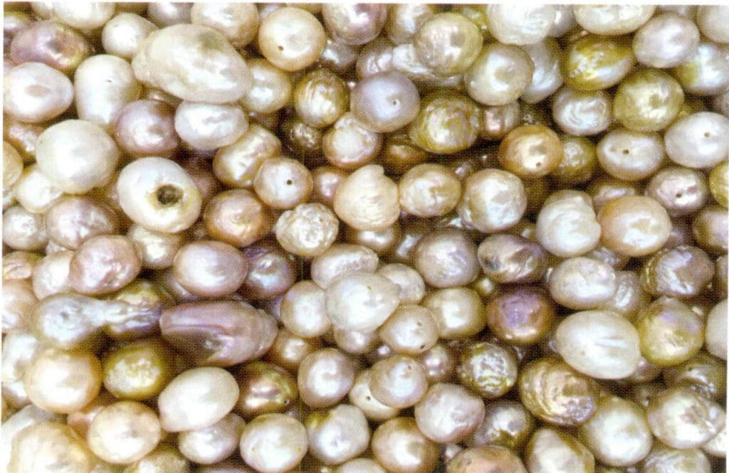 Figure 1-7-23 Major Flaw (Freshwater Cultured Pearl)