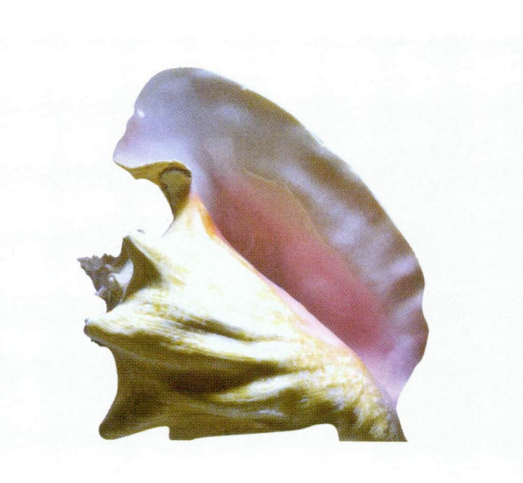 Figure 2-1-1 Queen conch
