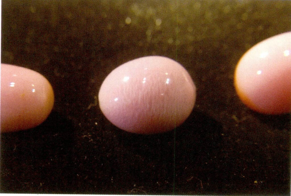 Figure 2-1-6 Flame-like structure of the “pearl” of a conch (2)