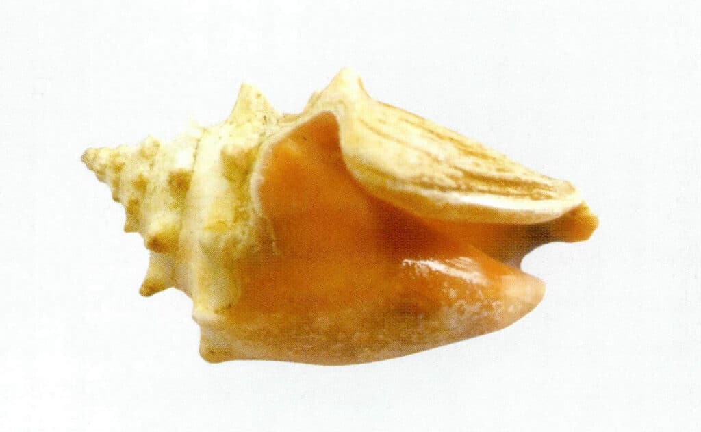 Figure 2-1-10 Shell of a juvenile queen conch