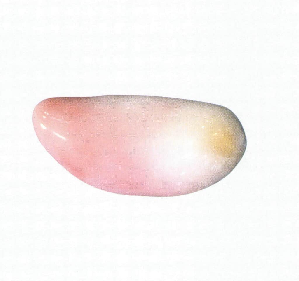 Figure 2-1-12 "Pearl" sea snail with uneven color and irregular shape (1)