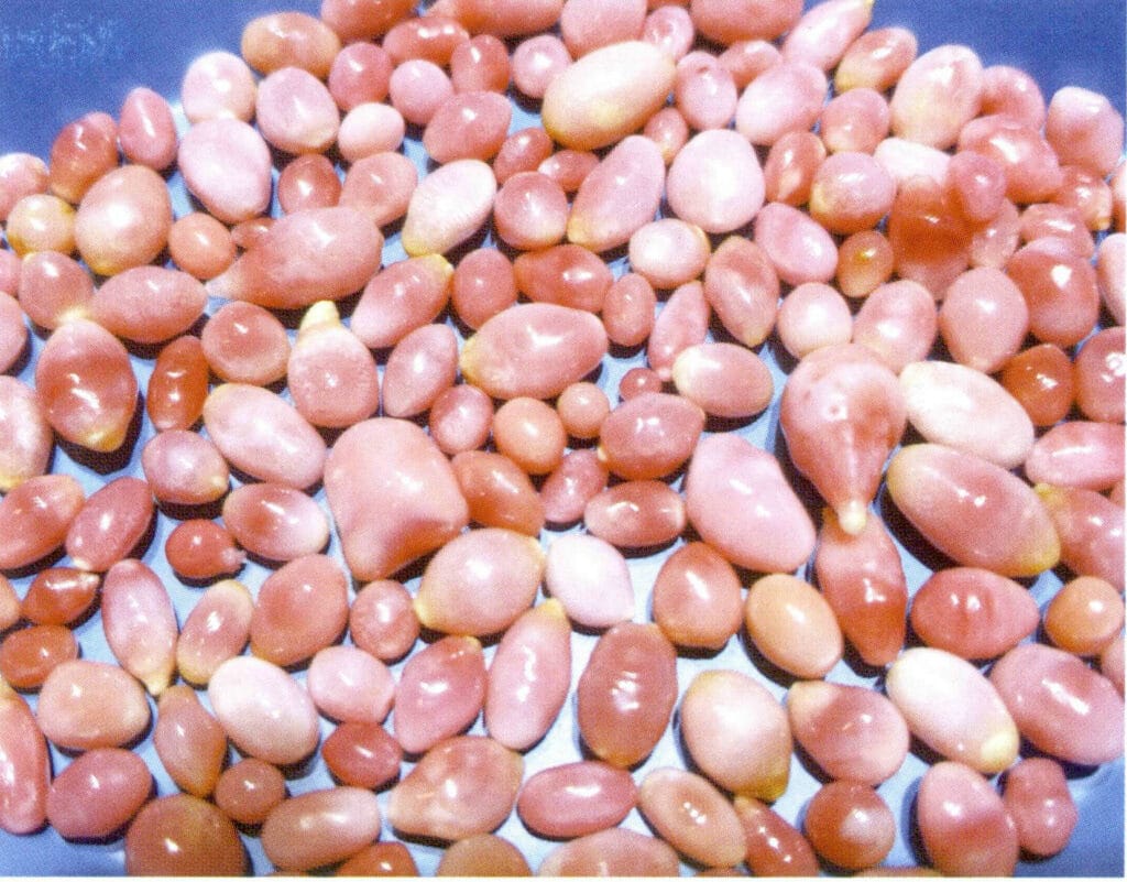 Figure 2-1-13 "Pearl" sea snail with uneven color and irregular shape (2)