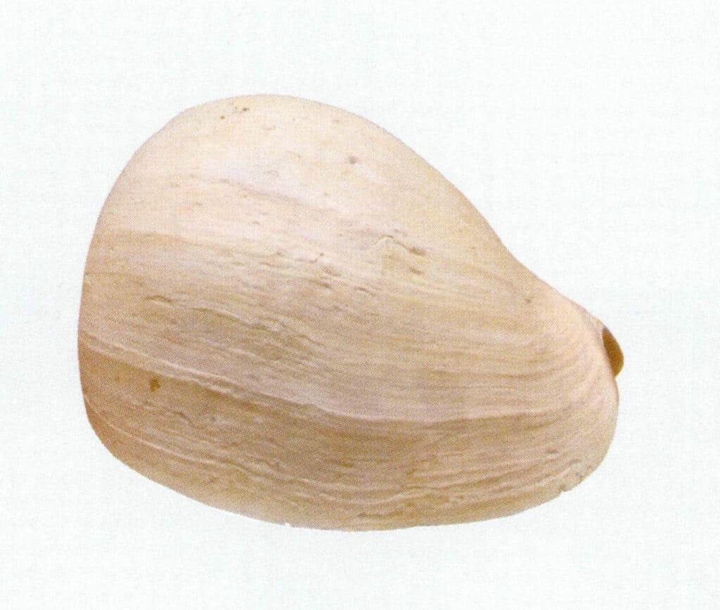 Figure 2-2-1 Melo snail shell (1)