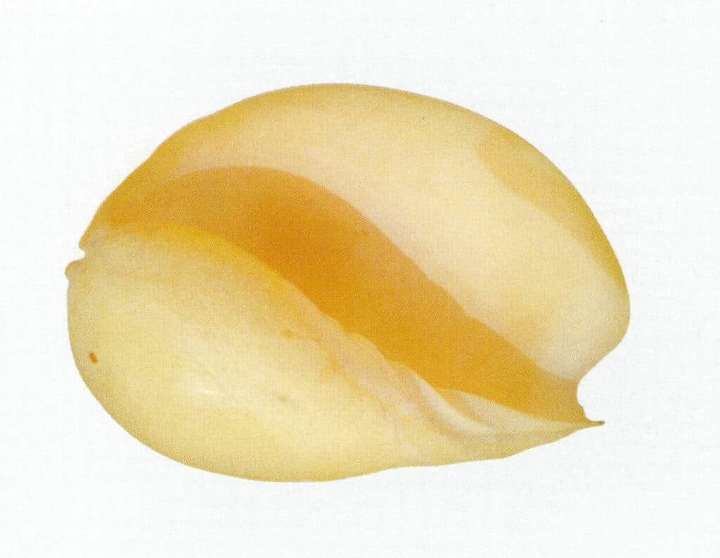 Figure 2-2-2 Mele Snail Shell (2)