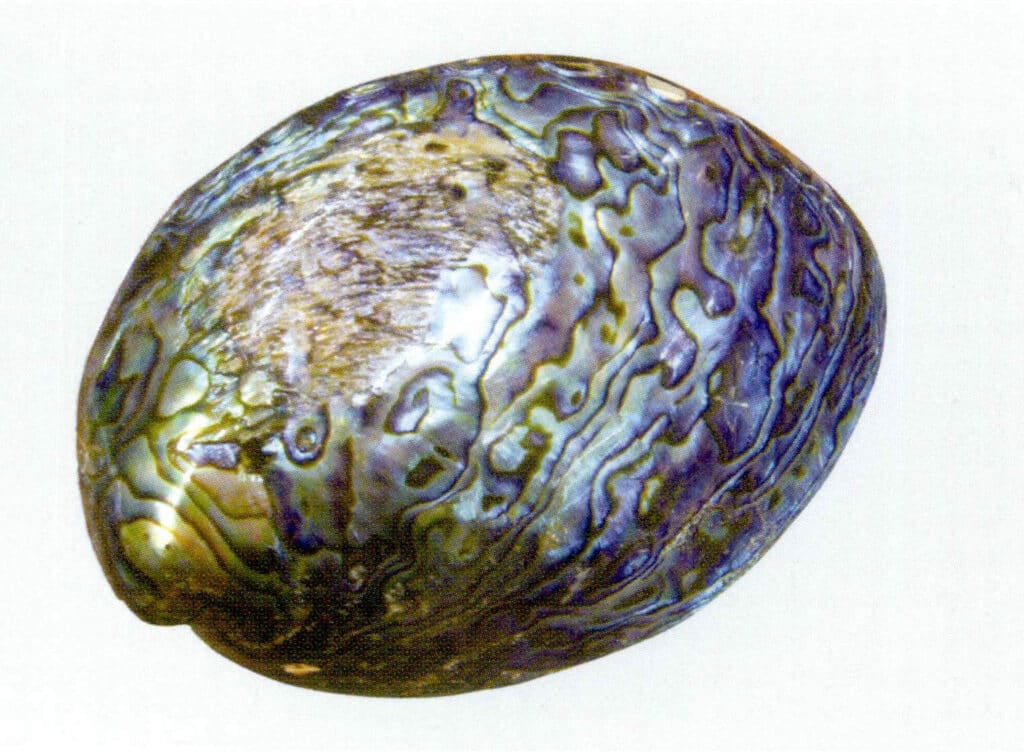 Figure 2-3-1 Abalone Shell (I)