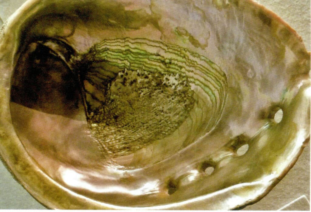 Figure 2-3-2 Abalone Shell (II)