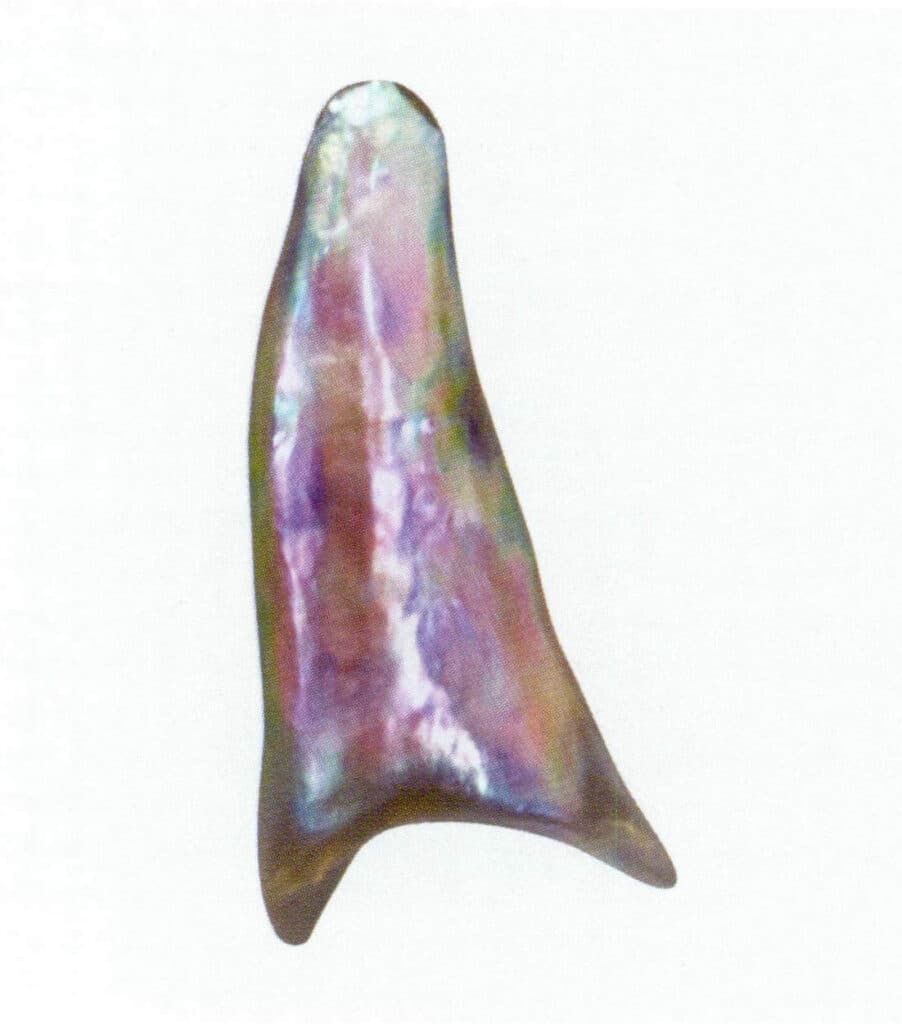 Figure 2-3-4 Abalone Shell (IV)