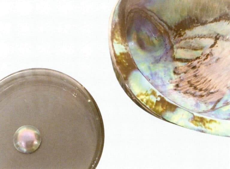 Figure 2-3-5 shows the abalone shell and the pearls attached to the abalone.