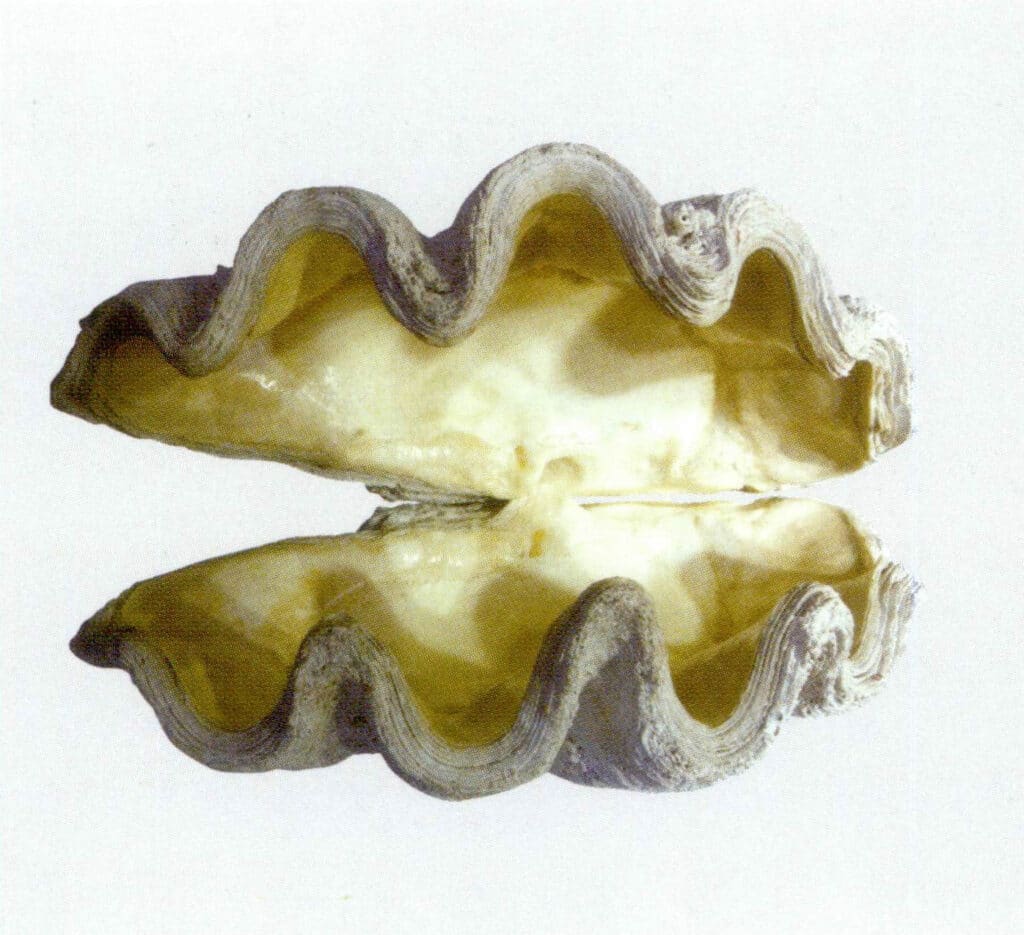 Figure 2-4-1 Giant clam shell