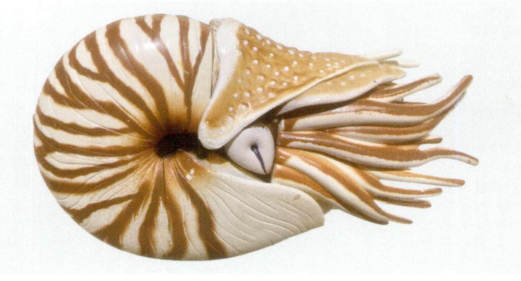 Figure 2-6-1 Nautilus