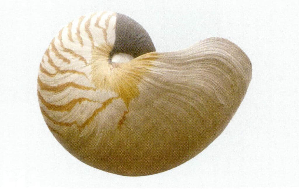 Figure 2-6-2 Outer layer of the nautilus shell