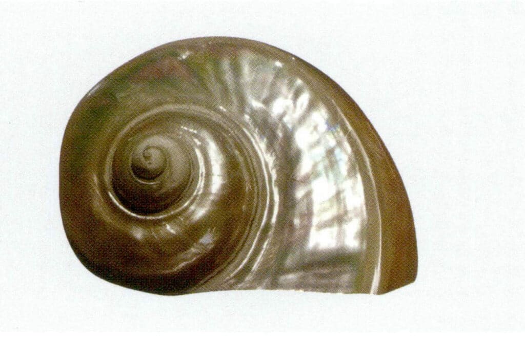 Figure 2-6-3 Inner layer of the nautilus shell 