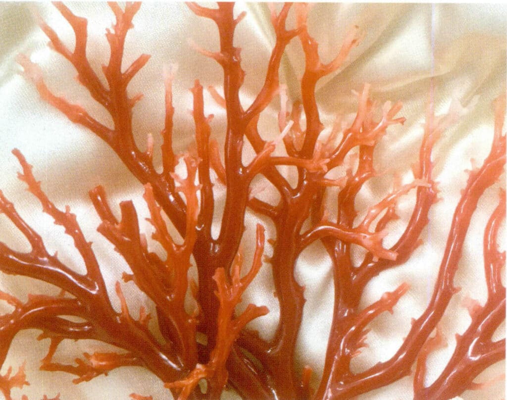 Рисунок 3-3-1 Дендритный красный коралл
