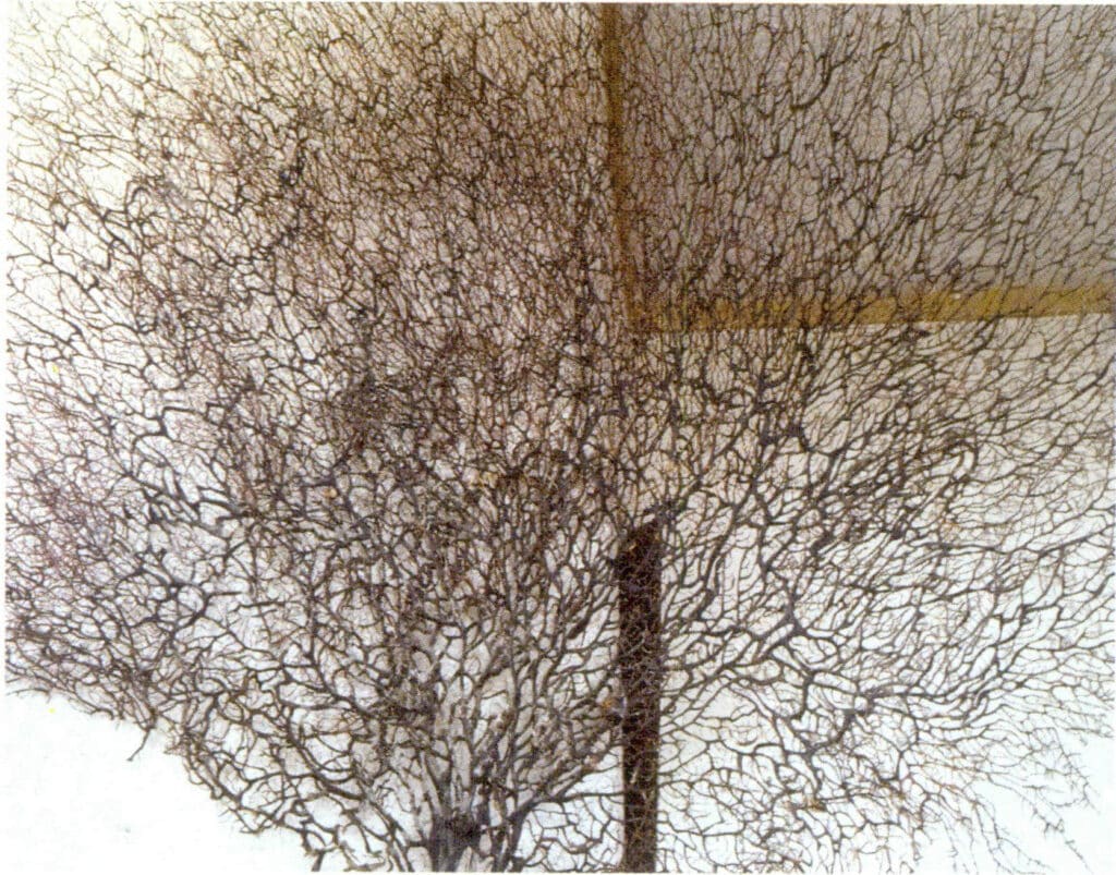 Рисунок 3-3-2 Дендритный черный коралл