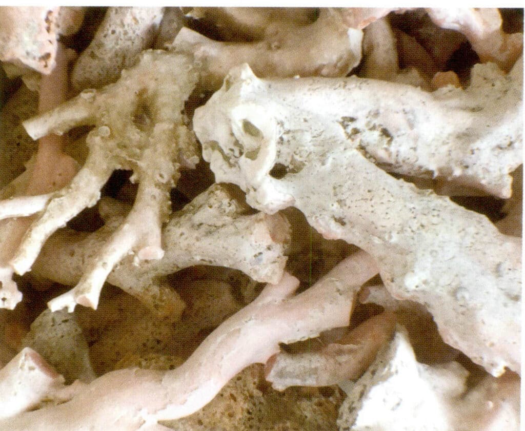 Рисунок 3-3-4 Отверстия на поверхности ветвей коралла