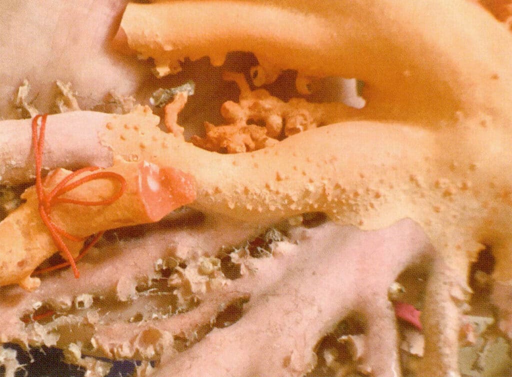 Рисунок 3-3-6 Выступы на поверхности ветвей кораллов