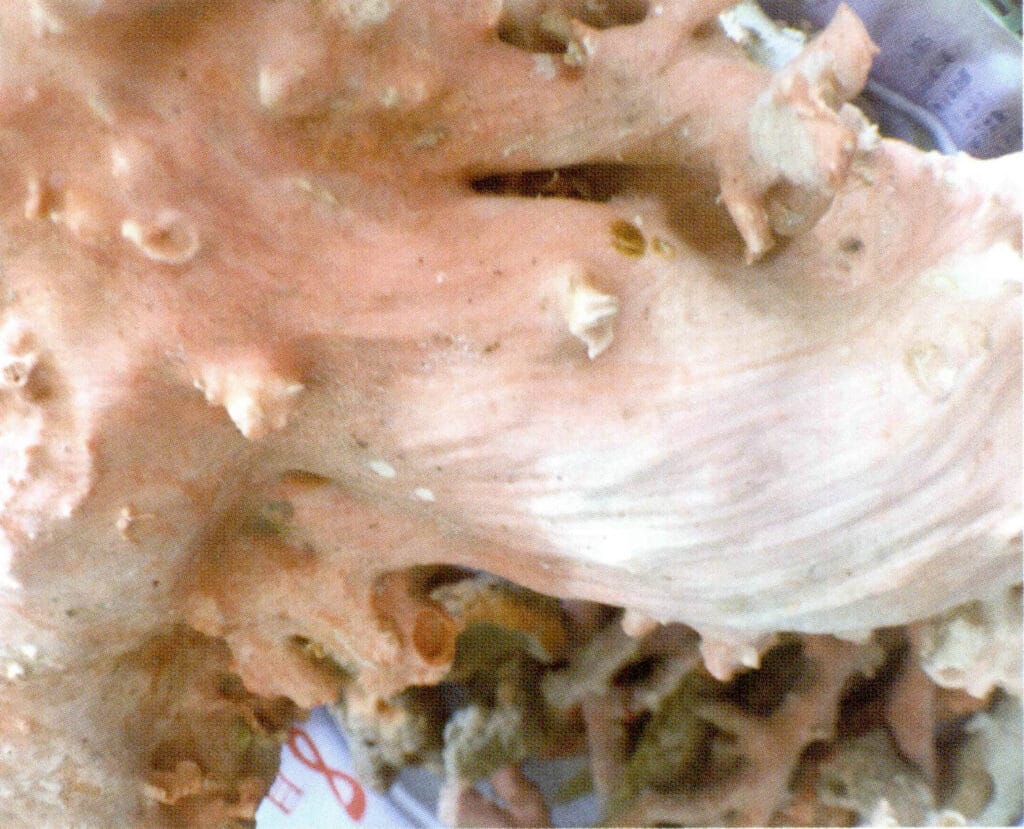 Рисунок 3-3-7 Волнистые параллельные линии на поверхности коралловых ветвей (1)