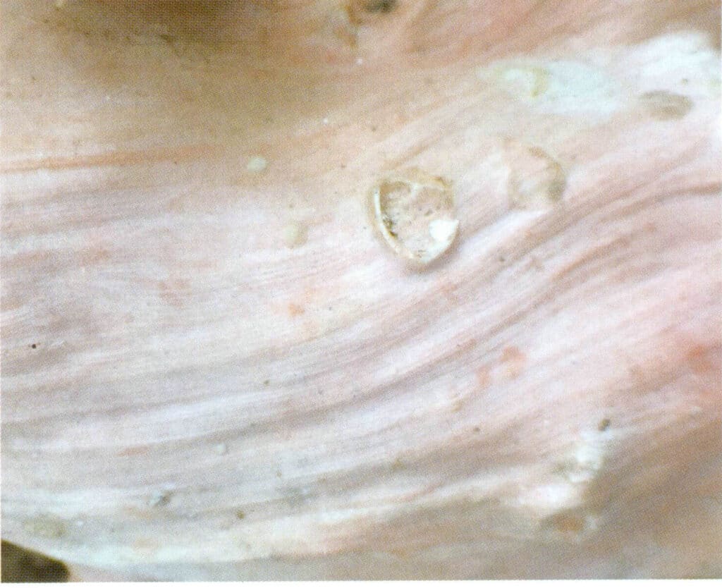 Рисунок 3-3-8 Волнистые параллельные линии на поверхности коралловых ветвей (2)