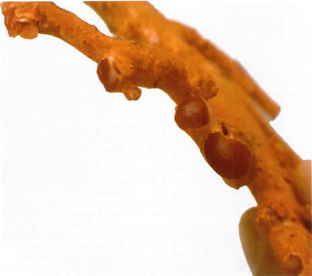 Рисунок 3-3-9 Белая сердцевина красного коралла