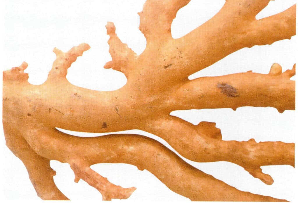 Рисунок 3-3-16 Землистый блеск необработанных коралловых ветвей.