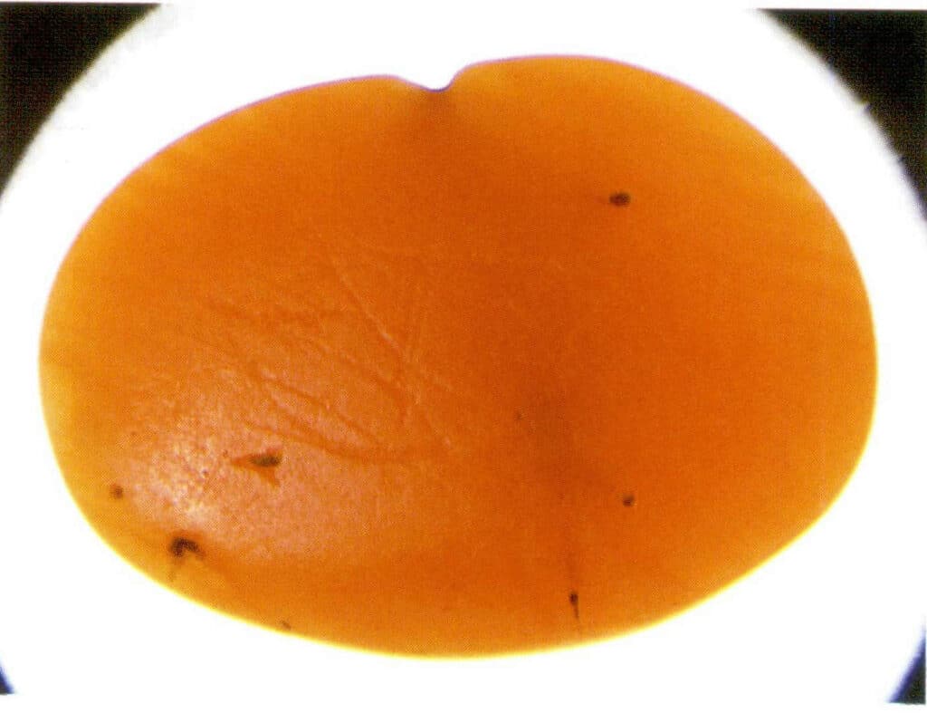 Рисунок 3-3-23 Червеобразные отверстия и параллельные полосы на поверхности красного коралла