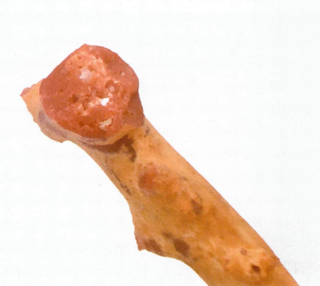 Рисунок 3-4-5 Белые ядра и отверстия коралла Ака.