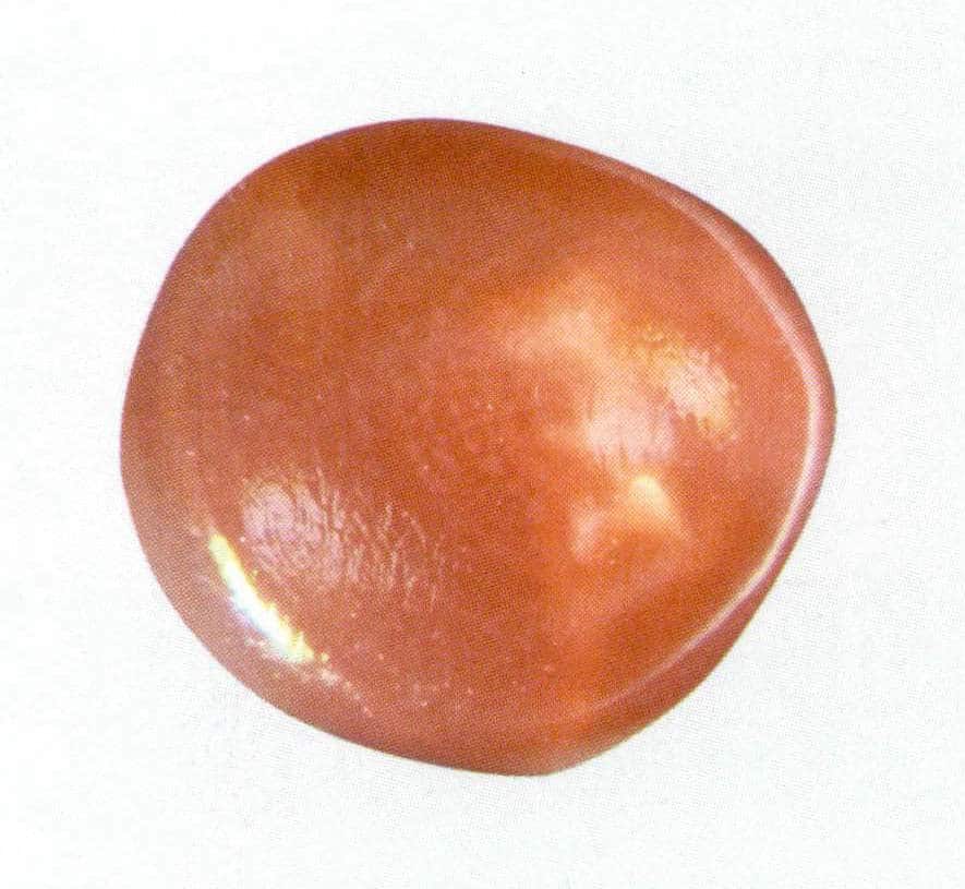 Рисунок 3-4-7 Паутина в поперечном сечении коралла ака (I)