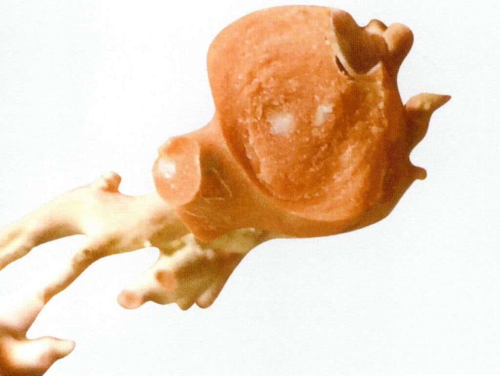 Рисунок 3-4-20 Белая сердцевина и концентрическая кольцевая структура оранжевого коралла MOMO Coral в поперечном разрезе